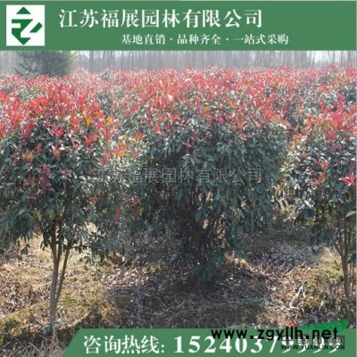 江蘇紅葉小檗8信息