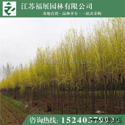 江蘇紅葉小檗5介紹