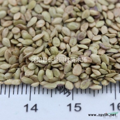 1.2米紅葉小檗球價(jià)格單