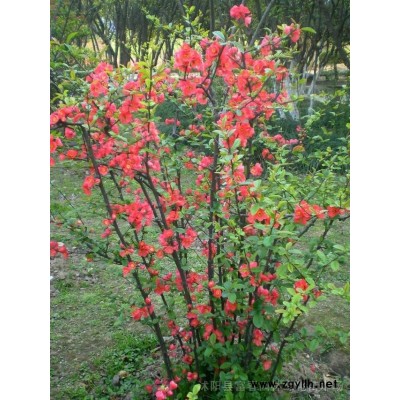 紅葉小檗、紫葉小檗苗、江蘇沭陽紅葉小檗。紅葉小檗基地