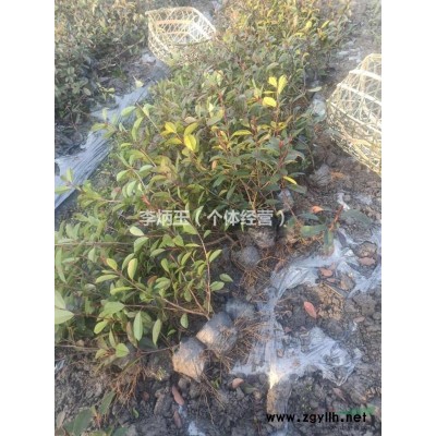 找紅葉小檗  苗圃直供  成都貨源  量大從優