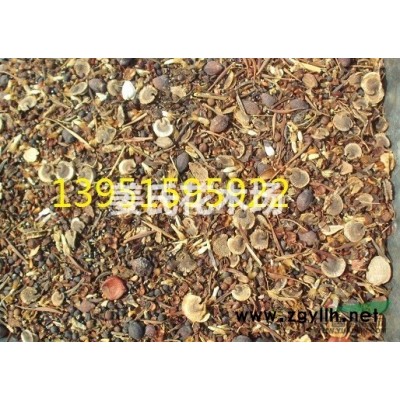 大量批發大葉黃楊小苗瓜子黃楊小葉黃楊小苗紅葉小檗金葉女貞小苗