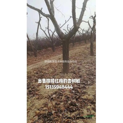 山西運城供應·叢生木槿·獨桿木槿·價格·圖片·產(chǎn)地·價格