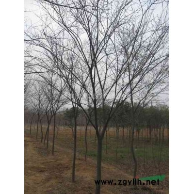 木槿價格/南京木槿樹什么價格