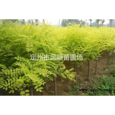 河北紫荊 獨桿紫荊地徑2-6公分