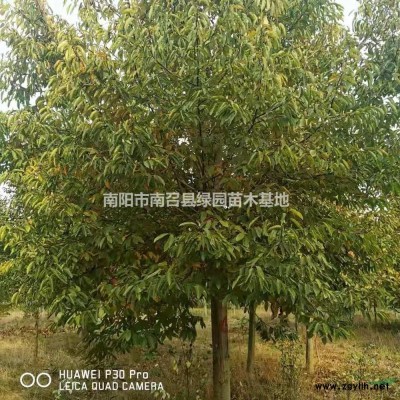 優(yōu)質(zhì)特價(jià)河南南陽(yáng)紫荊產(chǎn)地直銷