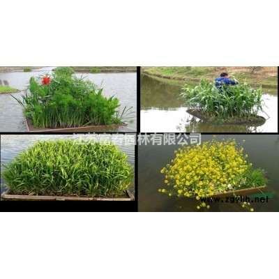 出售 紫葉小檗 園林工程綠化植物 公園造景灌木價格優惠 紅葉小檗苗 庭院色塊綠籬植物彩葉灌木