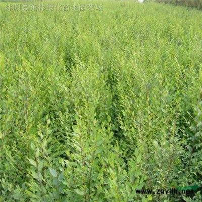 金葉女貞 紅葉小檗 衛矛 木槿 迎春 繡線菊 榆葉梅