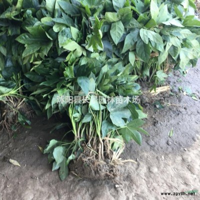 1.5米紅葉小檗球供應(yīng)廠家