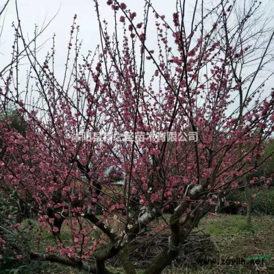 八仙花批發價出售--精品八仙花報價