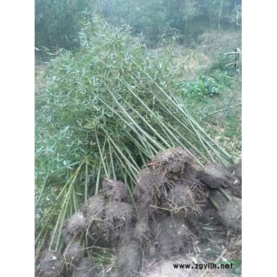 浙江蕭山紅王子錦帶花小苗價格/報價