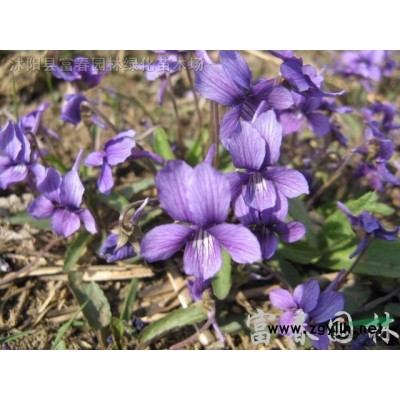 苗圃出售五彩錦帶 高桿五彩錦帶 花色豐富絢麗多彩 株型飽滿長勢喜人 直徑2-12公分規格*歡迎來電