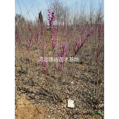 木槿樹，木槿樹開花好看嘛？，木槿樹4--5公分什么價。