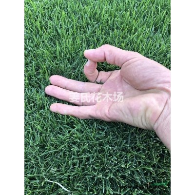 木槿小苗 木槿花 家家戶戶喜歡她