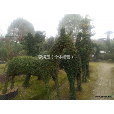 地徑5公分的木槿價格 .高度2.5米的木槿出售.木槿種植基地