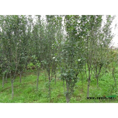 紫荊圖片\紫荊報(bào)價(jià)