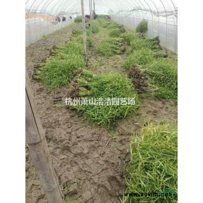 供應大紫荊-紫荊批發價基地直銷