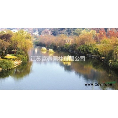 紅葉小檗、紫葉小檗苗、江蘇沭陽紅葉小檗。紅葉小檗基地