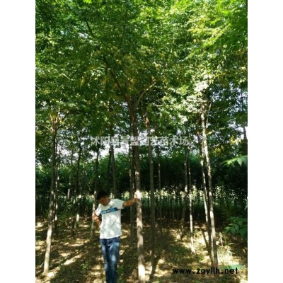 紅葉小檗種子什么時候播種？