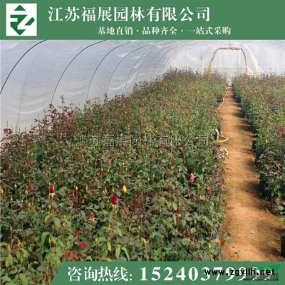 紅葉小檗10*新價格/紅葉小檗10報價