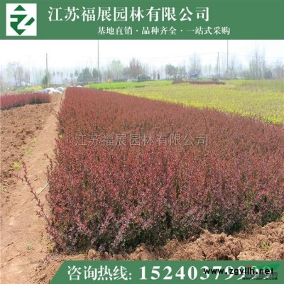 紅葉小檗3行情報價\紅葉小檗3圖片展示