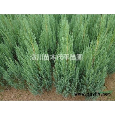 潢川花木苗木紅葉小檗價格0.7元紅葉小檗售價更新