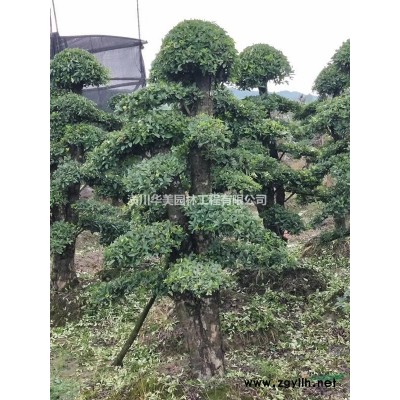 色塊種植用苗，紅葉小檗產地，紅帽月季價格，大葉黃楊豆瓣黃楊