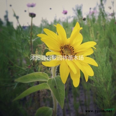 供應紅葉小檗球