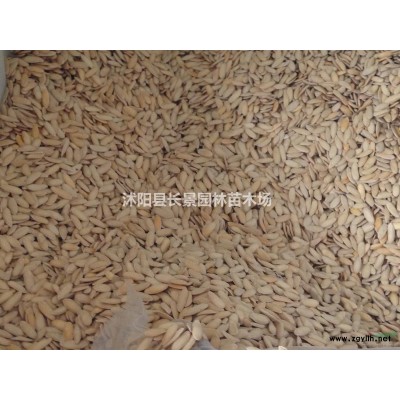 紅葉小檗球*新報價