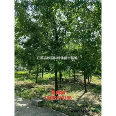 木槿1一200公分冠叢生木槿基地/價格/產地/圖片/行情
