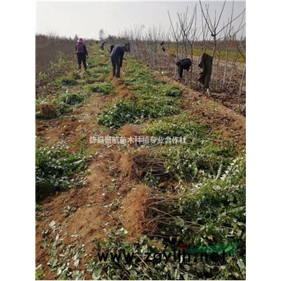 3公分木槿-3-5公分紅花木槿=5公分木槿