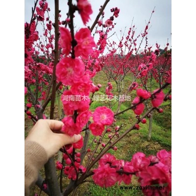 湖南本地木槿 茉莉花 叢生木槿 高150—250公分