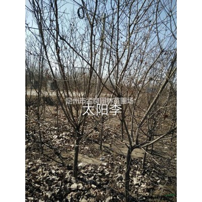賣；金葉榆，衛(wèi)矛，水蠟，繡線菊，金葉蕕，朝鮮黃楊