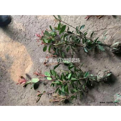 蕭山紅葉小檗小苗 紅葉小檗紫葉小檗基地 紅葉小檗供應商