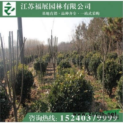紅葉小檗6報價/江蘇紅葉小檗6報價