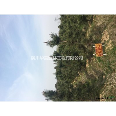 白玉蘭芽苗供應，紅葉小檗芽苗出售圖片信息