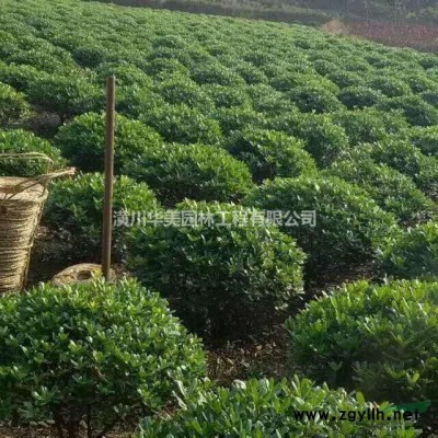 紅葉小檗出售河南省潢川縣花木供應1-8分枝紅葉小檗苗木