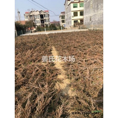 紅葉小檗、紅葉石楠、紅花繼木、紅葉碧桃、紫葉桃、紅葉李等
