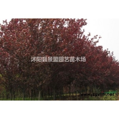 八仙花有種子嗎？