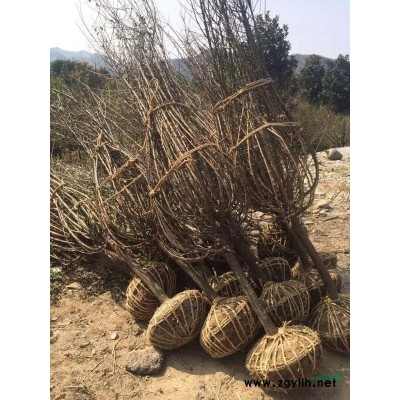 花葉錦帶批發(fā)，小苗大毛球加侖盆都有，數(shù)量3000質(zhì)量好價格優(yōu)