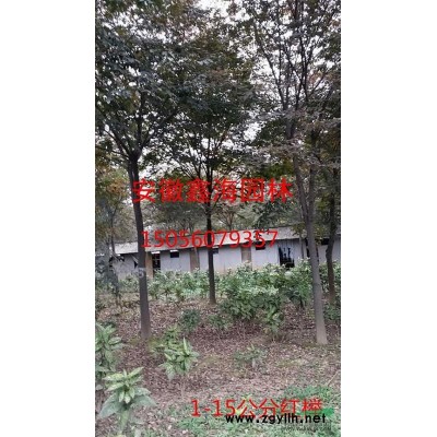安徽地區(qū)供應(yīng)5-12公分木槿