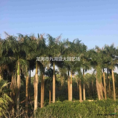福建移栽宮粉紫荊價格 紅花紫荊批發(fā) 地苗紅花羊蹄甲洋紫荊報價
