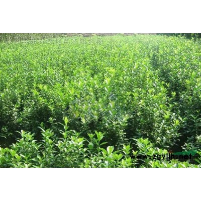 紅白黃紫玉蘭，櫻花.廣玉蘭.大小葉黃楊.紅葉小檗.紅葉.金葉