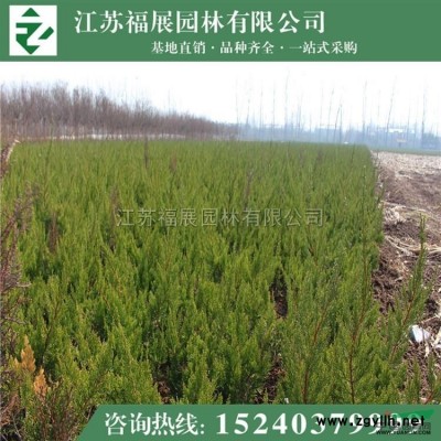 紅葉小檗9圖片\紅葉小檗9報價