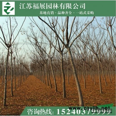 紅葉小檗4供應(yīng)/紅葉小檗4圖片