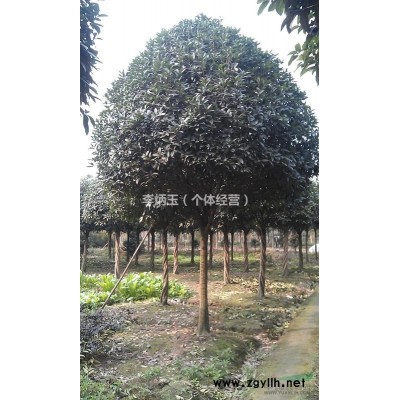 哪里有30-50公分高的紅葉小檗出售.紅葉小檗工程苗批發