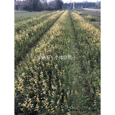 八仙花價格.30公分高八仙花降價處理.四川八仙花基地直銷