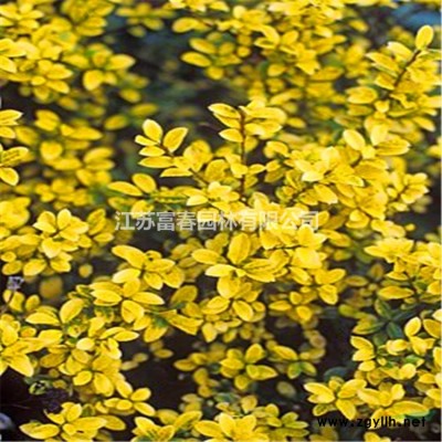 無盡夏繡球花苗批發 八仙花園林觀賞植物 繡球新品種 庭院景觀花苗 花期長花量大 觀賞性強