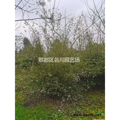 叢生紅葉李種植基地_紫葉李批發(fā)_高桿行道樹(shù)紅葉李_低分枝紫葉李_苗木供應(yīng)