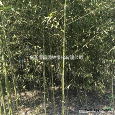 江蘇繡線菊價格 紅花繡線菊 金山繡線菊 金焰繡線菊